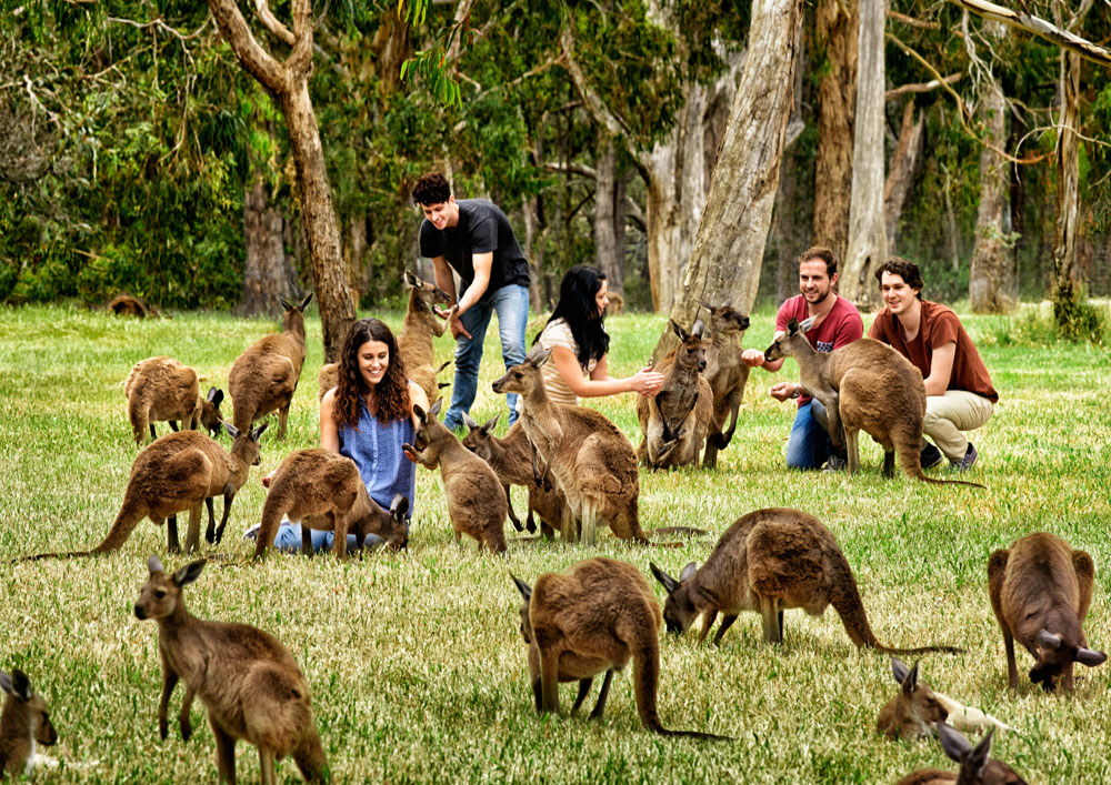 cleland wildlife park australia