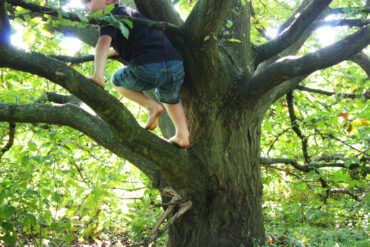 climbing a tree