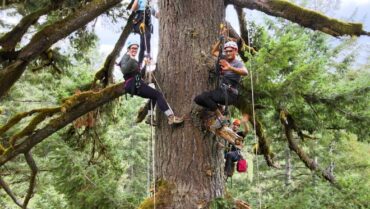 climbing the tree