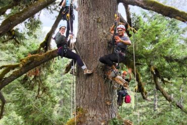 climbing the tree