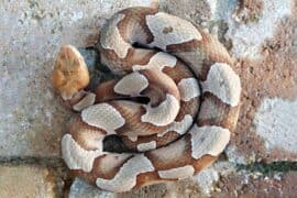 copperhead snake