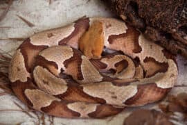 copperhead snake species