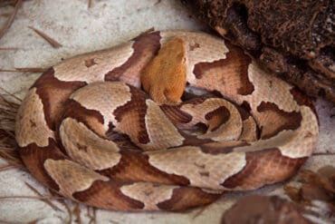 copperhead snake species