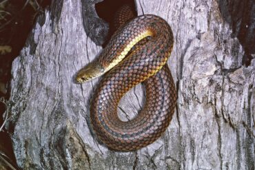 copperhead snakes