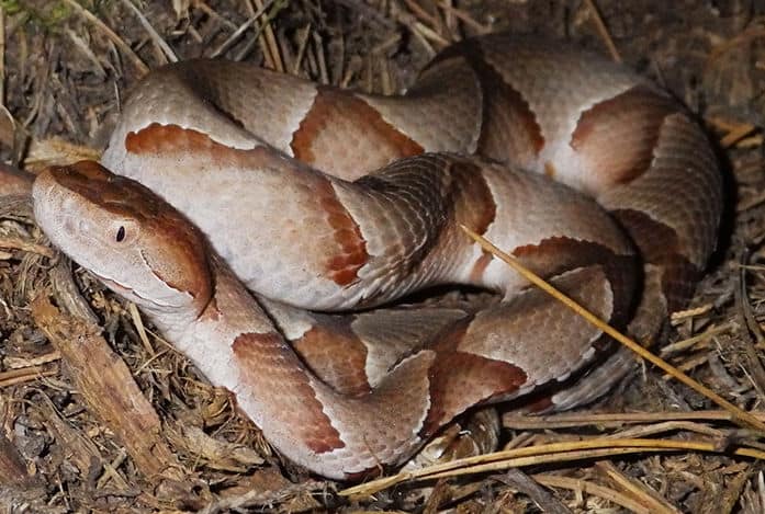 copperhead