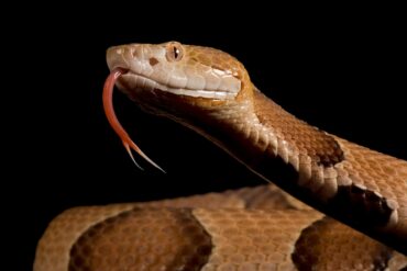 copperheads snakes