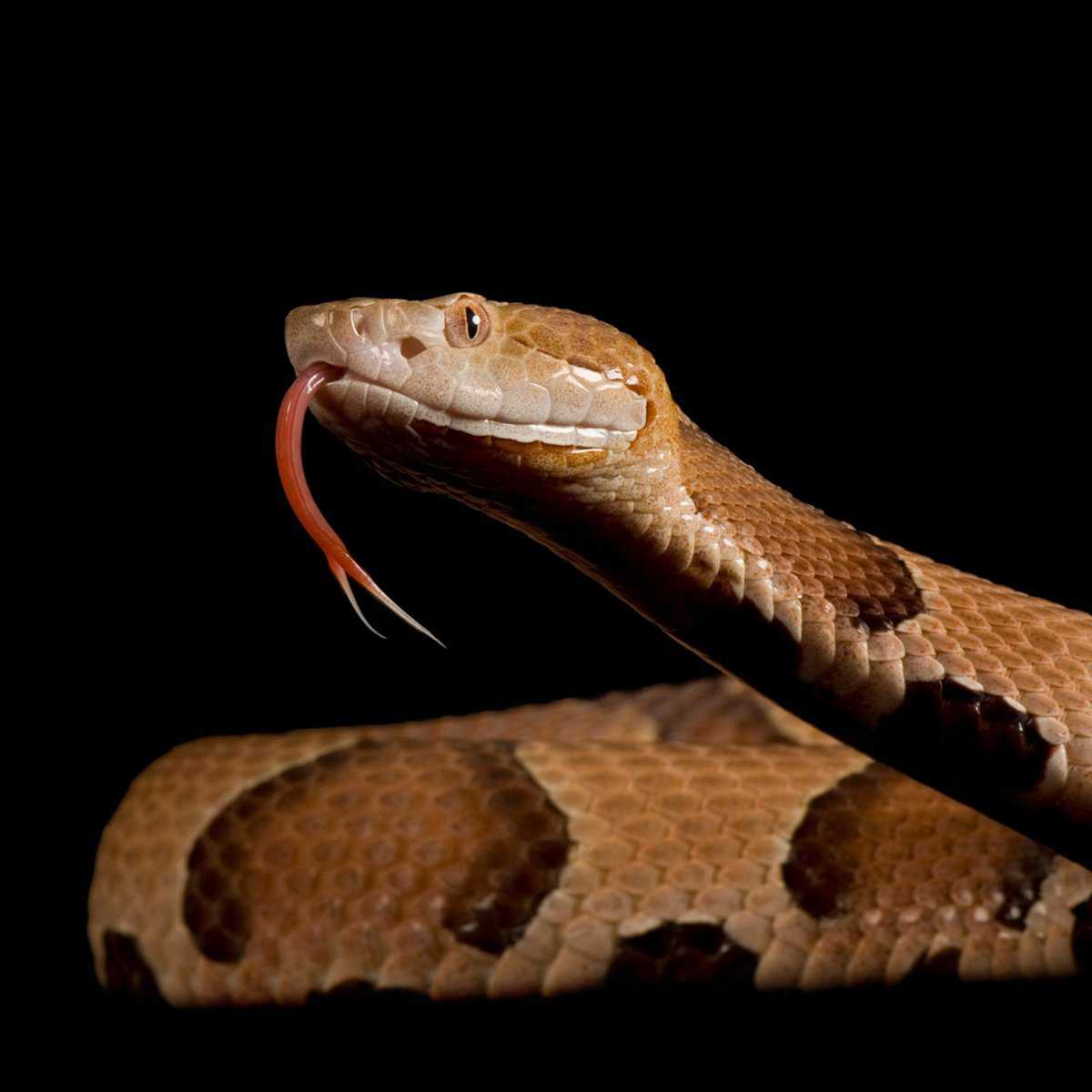 copperheads snakes