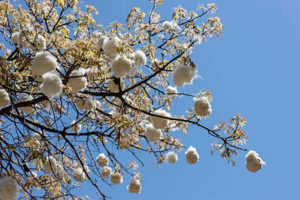 cotton trees