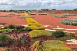 cranbourne botanical garden