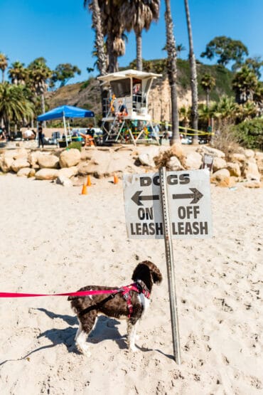 dog beaches near me