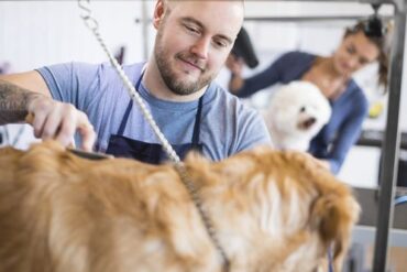 dog clipping near me