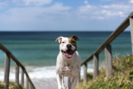 dog friendly beach sydney