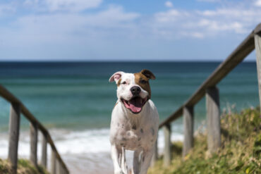 dog friendly beach sydney