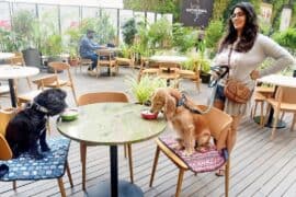 dog friendly cafe near me