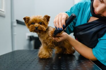 dog groomer near me