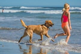 dog on beaches