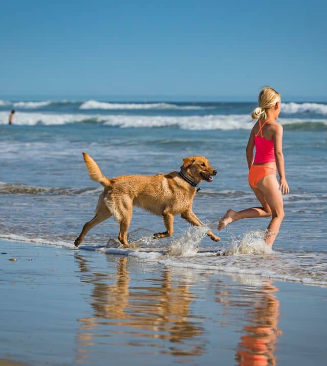 dog on beaches