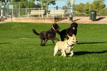 dog park near me