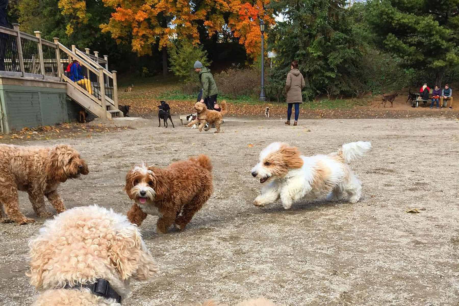 dog parks close to me