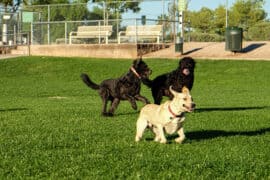 dog parks off leash near me