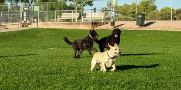 dog parks off leash near me