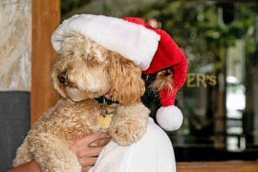 dog santa photos sydney