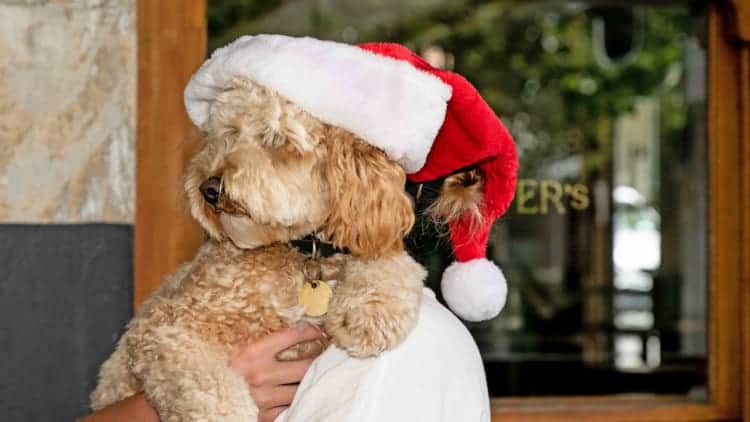 dog santa photos sydney