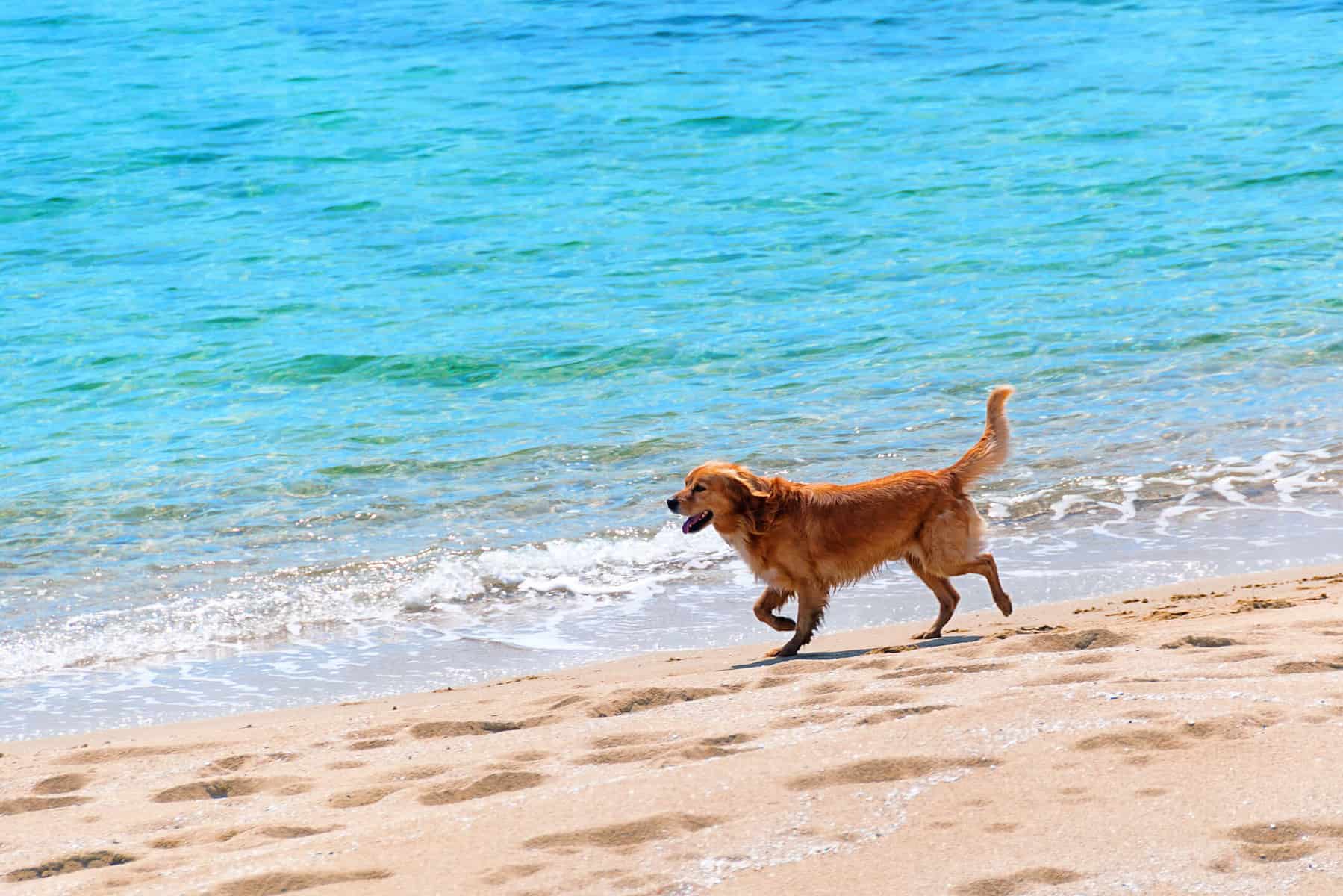 doggie beach