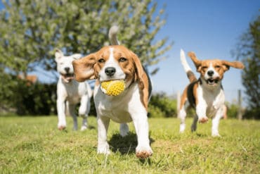 dogs at dog park