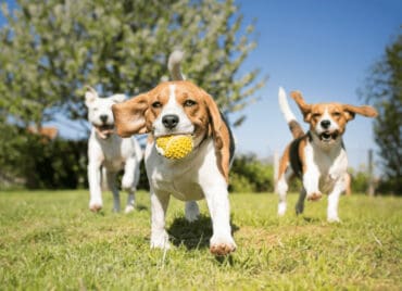 dogs at dog park