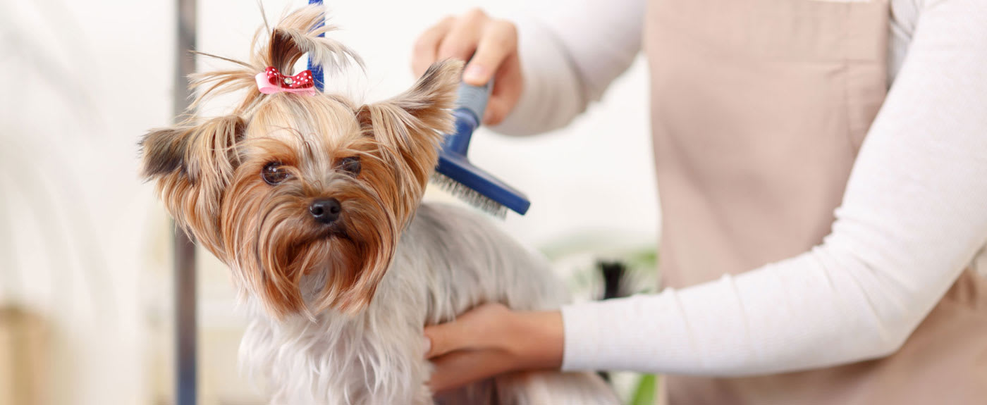 dogs groomer near me