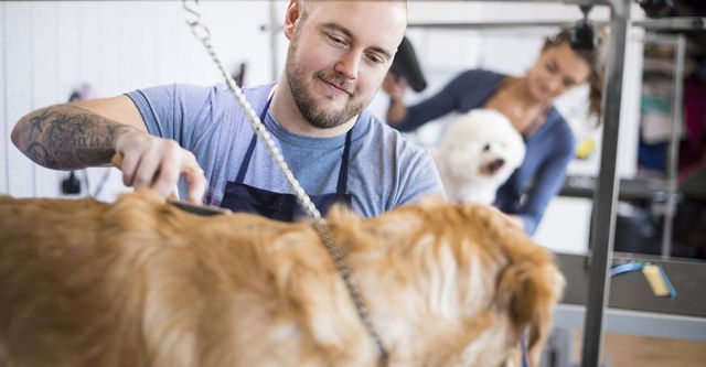 dogs grooming near me