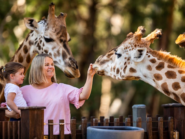 dubbo zoo