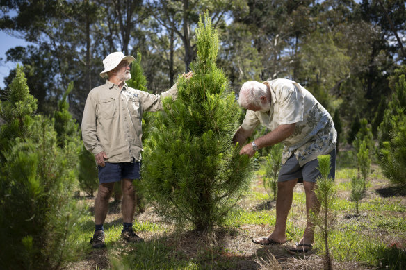 duffys forest christmas tree farm sydney