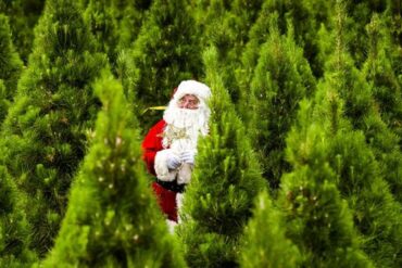 dural christmas tree farm sydney