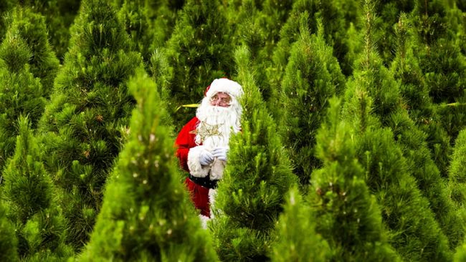 dural christmas tree farm sydney