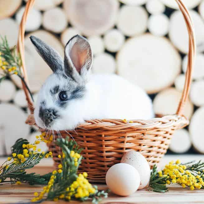 The Joyful Symbolism Of The Easter Bunny