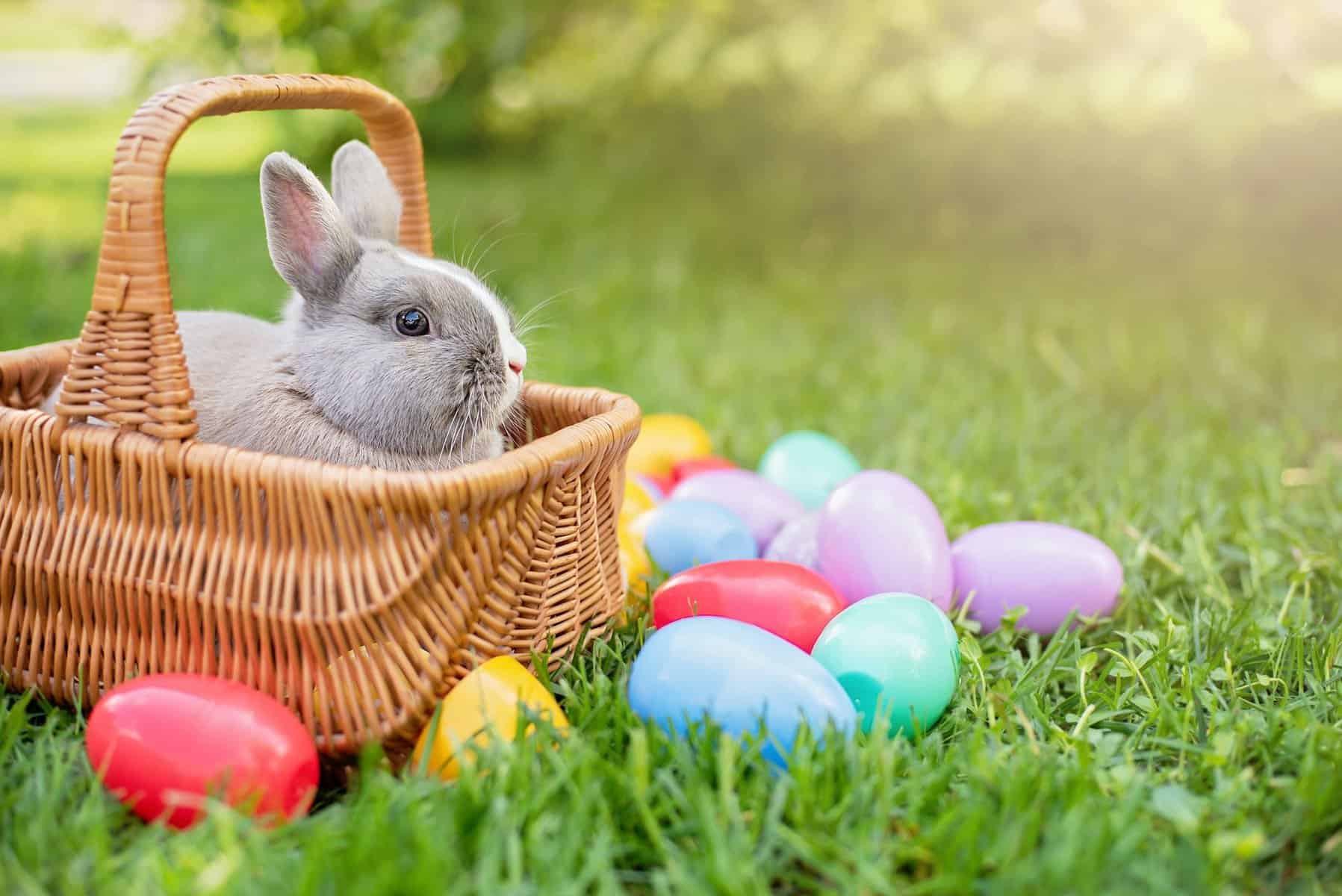 easter with bunny