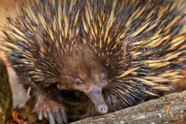 echidna animal