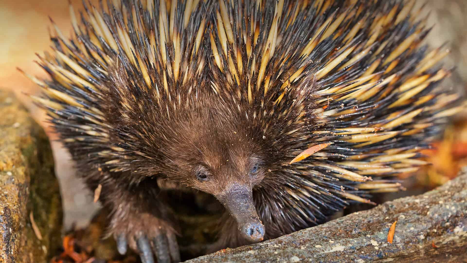 echidna animal