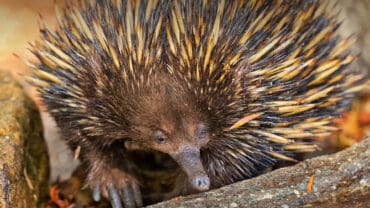 echidna family