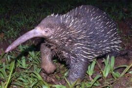 echidna mammal