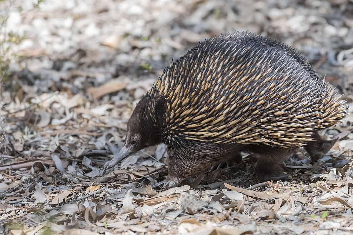 echidnas