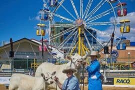 ekka in brisbane