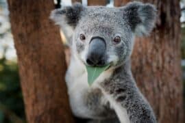 facts about a koala