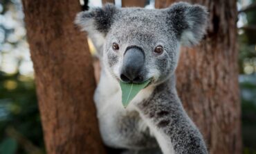 facts about a koala