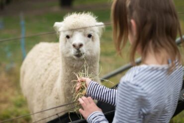 farm animals sydney