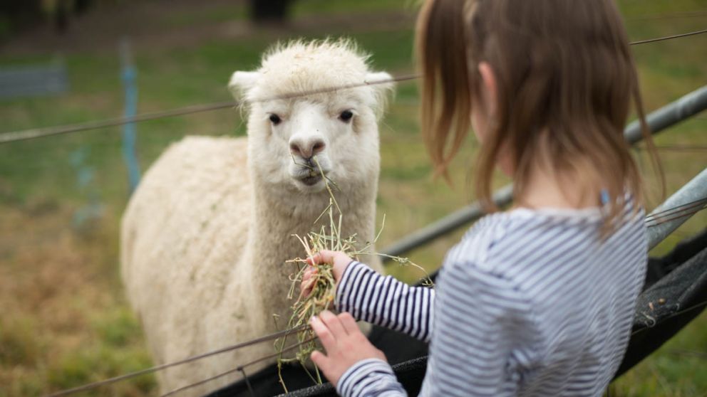 farm animals sydney