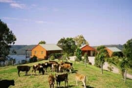 farm stay near brisbane