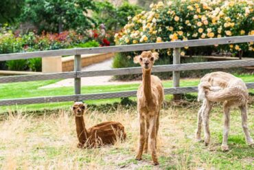 farm stay south australia